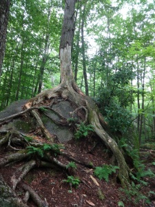 Unfortunately, the second time I hiked this part of the AT the tree had mostly fallen.
