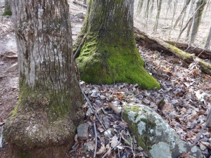 I love how moss often covers the bottom of trees here in Virginia.  I think these trunks look like elephant feet.