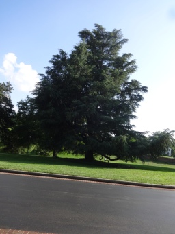 And finally, an elegant cedar tree that I saw two days ago at Randolph College in Lynchburg.